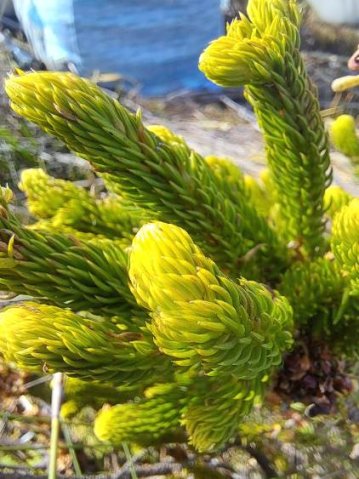 Erica sessiliflora stem tips